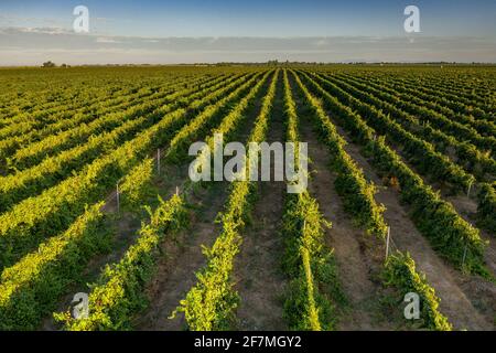 Luftaufnahme der Weinberge von Raimat bei Sonnenaufgang im Sommer (Lleida, Katalonien, Spanien) ESP: Vistas aéreas de los viñedos de Raimat al amanecer (Lérida) Stockfoto