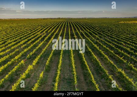 Luftaufnahme der Weinberge von Raimat bei Sonnenaufgang im Sommer (Lleida, Katalonien, Spanien) ESP: Vistas aéreas de los viñedos de Raimat al amanecer (Lérida) Stockfoto