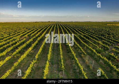 Luftaufnahme der Weinberge von Raimat bei Sonnenaufgang im Sommer (Lleida, Katalonien, Spanien) ESP: Vistas aéreas de los viñedos de Raimat al amanecer (Lérida) Stockfoto