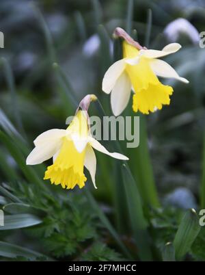 Narcissus Topolino ist ein Zwergtrompet-Narzissen, die Blüten mit cremefarbenen Perianthsegmenten und einer Zitronengelben Trompete Stockfoto