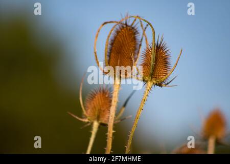 Getrocknete Distelblüte auf verschwommenem Hintergrund, Italien Stockfoto