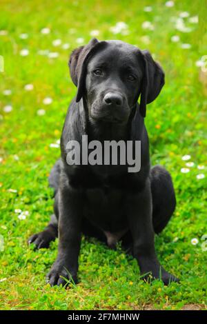 Schwarzer Labrador Welpe auf dem Gras. Glücklicher Hund sitzt im Park. Stockfoto