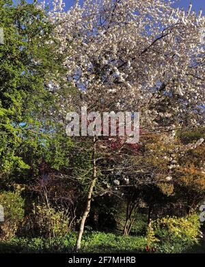 Frühlingsblüte in einem privaten Garten Stockfoto