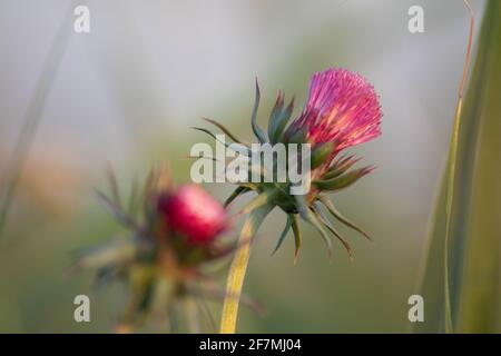 Lila Milchdistel Blume in verschwommenem Hintergrund, Italien Stockfoto