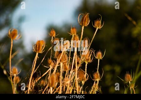 Getrocknete Distelblüte auf verschwommenem Hintergrund, Italien Stockfoto