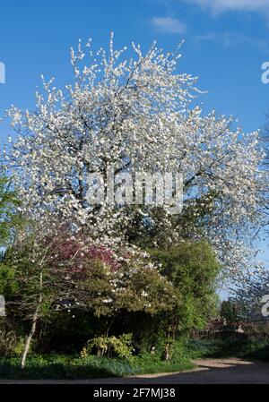 Frühlingsblüte in einem privaten Garten Stockfoto