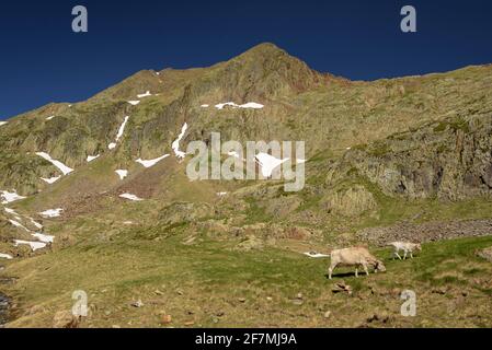 Certaskischer Gipfel von der Nähe des Certaskischen Sees aus gesehen (Naturpark Alt Pirineu, Katalonien, Spanien, Pyrenäen) ESP: Vistas del Pic de Certaskan (Pirineos) Stockfoto