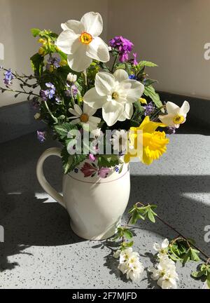 Reine weiße Narcissus „Lincolnshire Lady“ in einem Krug voller Frühlingsblüten Stockfoto