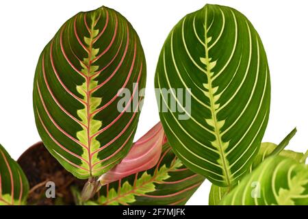 Vergleich zwischen rot geädertem 'Maranta Leuconeura Fascinator' und grün geädertem Zimmerpflanze „Maranta Leuconeura Lemon Lime“ auf weißem Hintergrund Stockfoto