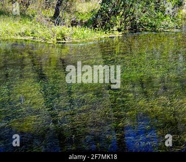 Flusslandschaft, klares Wasser, Unterwasservegetation schwankend, Natur, Ichetucknee Fluss, Ichetucknee Springs State Park, Florida, Fort White, FL, Frühling Stockfoto