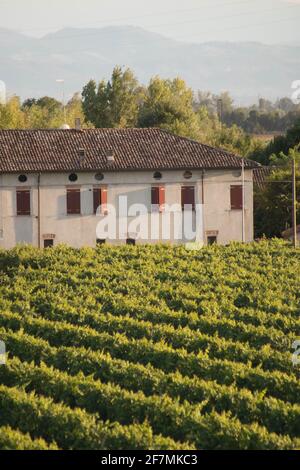 Anbaugebiet der Weintrauben, Weinberg, Italien Stockfoto