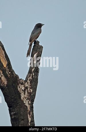 Schwarzer Drongo (Dicrurus macrocercus) Erwachsener auf verbranntem Baum Tmatboey, Kambodscha Juauary Stockfoto