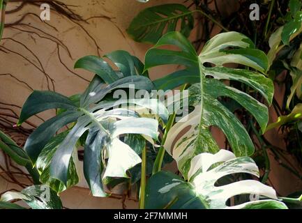 Eine ausgewachsene, bunte Monstera Albo Deliciosa Tropenpflanze Stockfoto