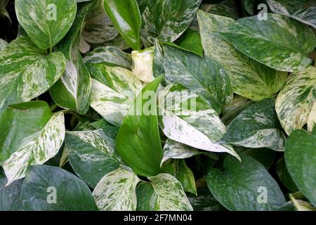 Nahaufnahme des Halbmondblatts des Snow-Pothos-Plans Stockfoto