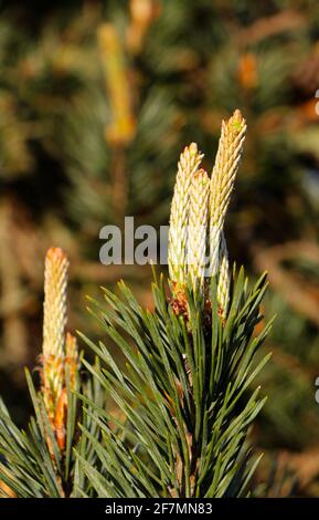 Pinus sylvestris Schottische Kiefer mit neuem Wachstum aus nächster Nähe Santander Cantabria Spanien Frühlingssonne Stockfoto