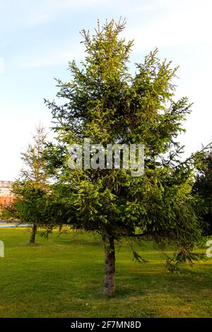 Picea abies Norway Fichte im Las Llamas Atlantic Park Sardinero Santander Cantabria Spanien Frühlingsmorgen Stockfoto