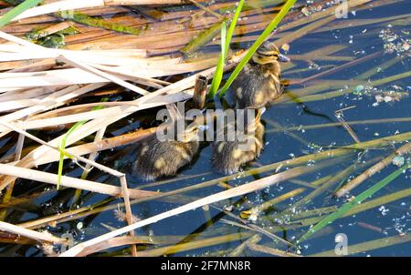 Anas platyrhynchos drei mallardische Entenküken, die sich in der Morgensonne auf einem Teich im Las Llamas Park Santander Cantabria Spanien im Schilf verstecken Stockfoto