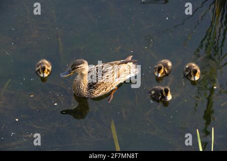 Anas platyrhynchos weibliche Mallard-Ente und vier Enten in der Morgensonne auf einem Teich im Las Llamas Park Santander Cantabria Spanien Stockfoto