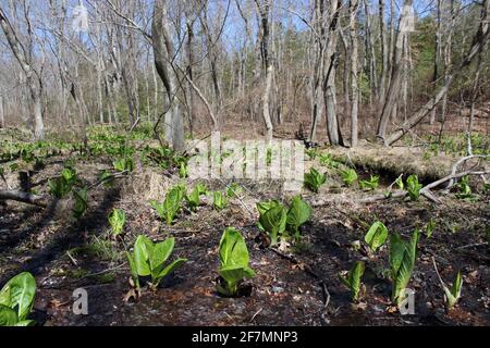 Skunk-Kohl in einer nordamerikanischen Uferlandschaft Stockfoto