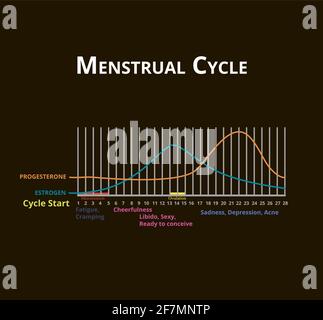 Menstruationszyklus. Menstruation, Eisprung. Hormone Östrogen und Progesteron. Menstruationszyklus-Diagramm. Vektorgrafik auf isoliertem Hintergrund Stock Vektor