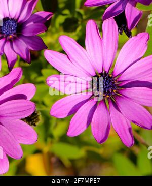 Nahaufnahme der afrikanischen Gänseblümchen Osteospermum mit kurzer Tiefe Des Feldes in der Frühlingssonne Stockfoto