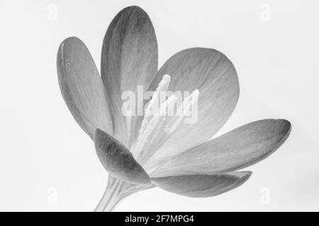 Schwarz-Weiß-Bild eines Crocus tommasinianus gegen einen Weißer Hintergrund Stockfoto