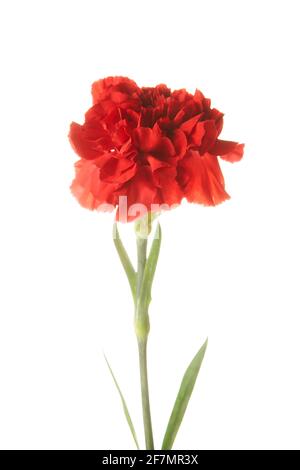 Schöne rote Dianthus Blume auf weißem Hintergrund Stockfoto