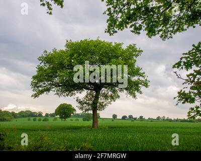 Eineige Eiche in den Jahreszeiten.Frühsommer Grün Ende Mai. Eines von einer Reihe von Bildern dieses Baumes durch die Jahreszeiten und das Wetter. Stockfoto