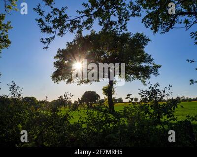 Einzeleiche in den Jahreszeiten. Spätfrühling, Frühsommer Grün im Mai.eines von einer Reihe von Bildern von diesem Baum durch die Jahreszeiten und das Wetter. Stockfoto