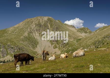 Pyrenäen Berge mit einer Herde Kühe. Tossal Bovinar vom Weg nach Tossa Plana de Lles aus gesehen (Cerdanya, Katalonien, Spanien, Pyrenäen) Stockfoto