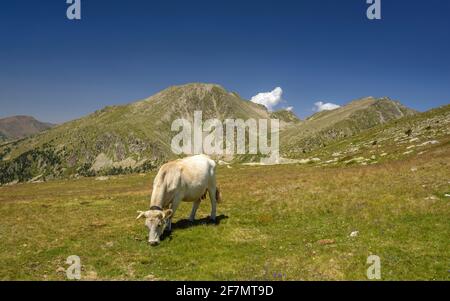 Pyrenäen Berge mit einer Herde Kühe. Tossal Bovinar vom Weg nach Tossa Plana de Lles aus gesehen (Cerdanya, Katalonien, Spanien, Pyrenäen) Stockfoto