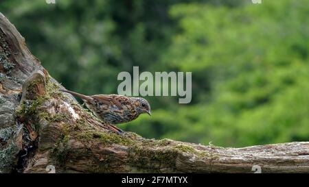 Nahaufnahme eines Dunnock, Prunella modularis, Vogels auf einem umgestürzten Baumstamm in Großbritannien Stockfoto