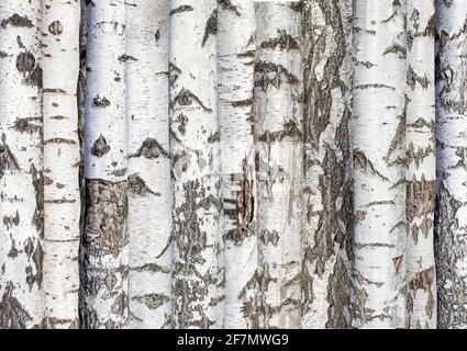 Birkenstämme. Hintergrund von Waldbäumen. Karelische Birke. Hochwertige Fotos Stockfoto