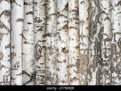 Weiße Birkenstämme. Hintergrund von Bäumen. Hochwertige Fotos Stockfoto