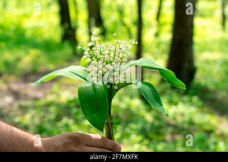 Lilien des Tales in den Händen eines Mannes vor dem Hintergrund des Waldes. Schöne Lilien des Tals im Dorf sind mit Sonnenlicht geschmückt Stockfoto