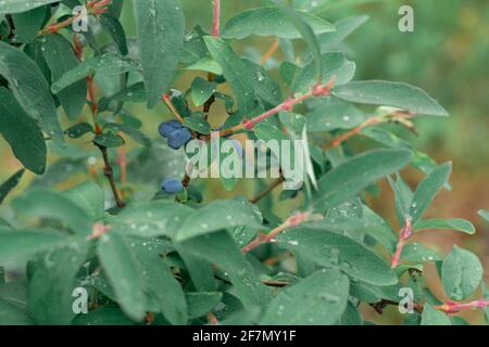 Reife Geißelbeeren auf grünen Ästen im Freien. Stockfoto