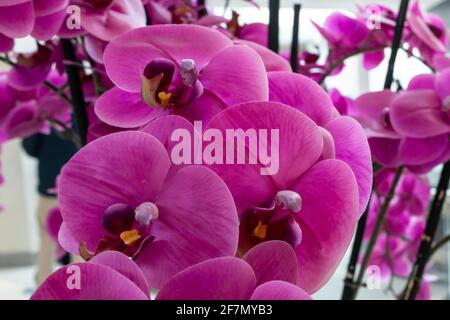 Ein Strauß von leuchtend rosa Orchideen in einem Einkaufszentrum in London, Ontario, Kanada, aufgenommen am 20 2021. Februar. Stockfoto