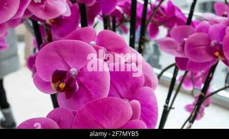 Ein Strauß von leuchtend rosa Orchideen in einem Einkaufszentrum in London, Ontario, Kanada, aufgenommen am 20 2021. Februar. Stockfoto