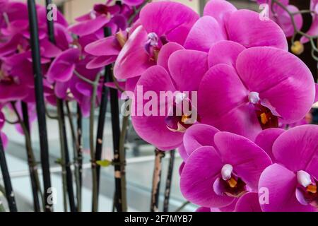Ein Strauß von leuchtend rosa Orchideen in einem Einkaufszentrum in London, Ontario, Kanada, aufgenommen am 20 2021. Februar. Stockfoto