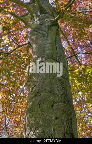Europäische Buche im Herbst (Fagus sylvatica) Stockfoto