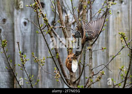 Weibliche Starin, sturnus vulgaris, hängend kopfüber von Baumzweigen, um einen Suet-Feeder zu erreichen. Rosa Markierungen oben auf dem Schnabel kennzeichnen weibliche Vögel Stockfoto