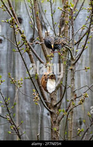 Weibliche Starin, sturnus vulgaris, hängend kopfüber von Baumzweigen, um einen Suet-Feeder zu erreichen. Rosa Markierungen oben auf dem Schnabel kennzeichnen weibliche Vögel Stockfoto