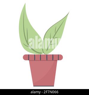 Pflanzen Sie Blätter in einen Topf, schöne grüne Zimmerpflanze isoliert Vektor. Stock Vektor