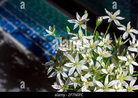 Aufgrund der Pandemie, die von zu Hause aus mit den ersten Frühlingsblumen arbeitete. Nahaufnahme Stockfoto