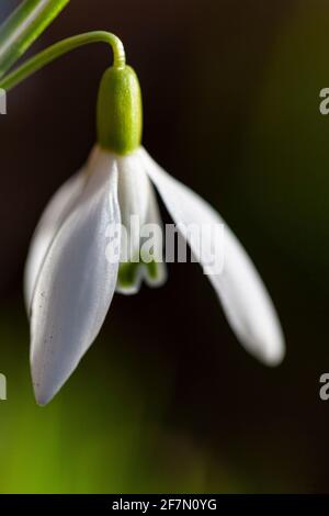 Schneeglöckchen blühen im frühen Frühjahr Stockfoto