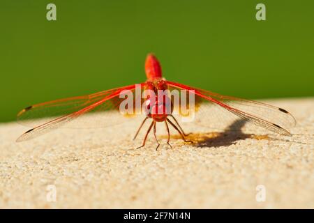 Rotvienige Libelle, die sich sonnt Stockfoto