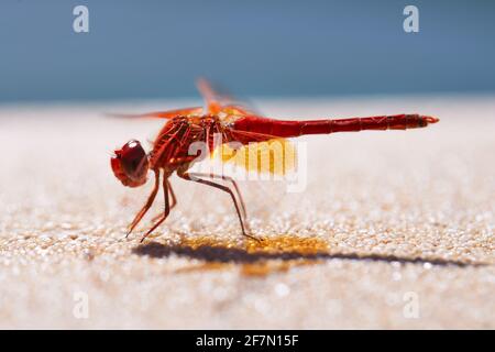 Rotvienige Libelle, die sich sonnt Stockfoto