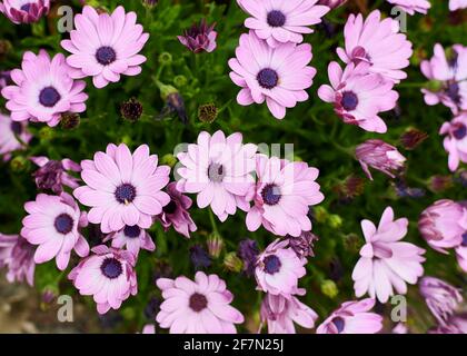 Gruppe von kleinen lila Blüten auf einem grünen Hintergrund. Osteospermum fruticosum, afrikanische Gänseblümchen, Detailfoto, Hintergrund nicht fokussiert. Stockfoto