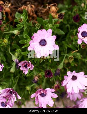 Gruppe von kleinen lila Blüten auf einem grünen Hintergrund. Osteospermum fruticosum, afrikanische Gänseblümchen, Detailfoto, Hintergrund nicht fokussiert. Stockfoto