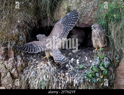 Cliff - Nistkestrels, Schottland Stockfoto